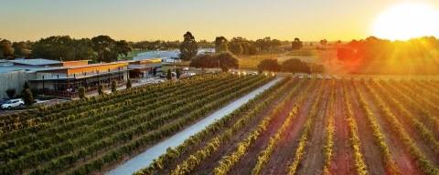 A vineyard in Regional WA