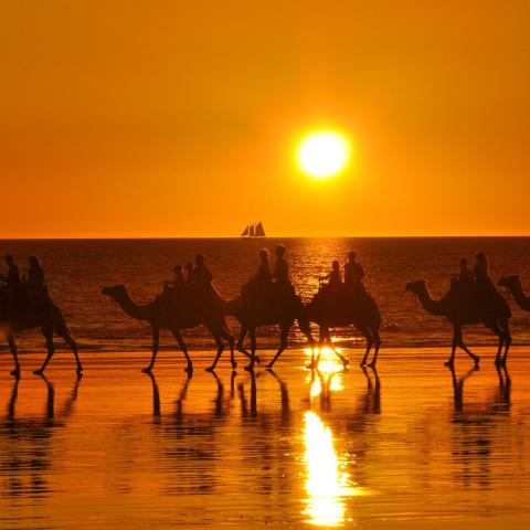 Pictured: Summer Day; Camels walking on a sunset lit beach, Sunset camel ride at Cable Beach, Broome.