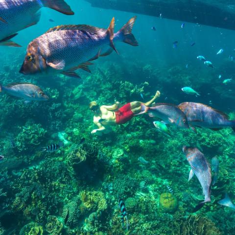 Pictured: Dan Avila; Man snorkelling amongst large fish and coral in Coral Bay.