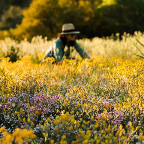 Pictured: Sarah Hewer; Migrant woman surrounded by yellow and pink wildflowers, near Eaglestone Rock.